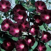 Morning Glory \'Kniolas Black Night\' - 1 packet (30 morning glory seeds)