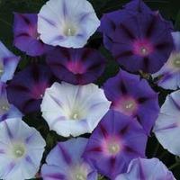 Morning Glory \'Hazelwood Blues\' - 1 packet (35 morning glory seeds)