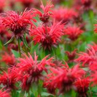 Monarda didyma \'Cranberry Lace\' (Large Plant) - 1 x 1 litre potted monarda plant