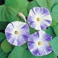 Morning Glory \'Flying Saucers\' - 1 packet (35 morning glory seeds)