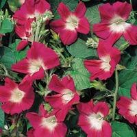 morning glory split personality 1 packet 20 morning glory seeds