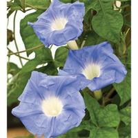 Morning Glory \'Fragrant Sky\' - 2 x 10cm potted morning glory plants