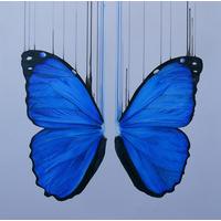 Morpho By Louise McNaught