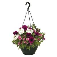 mountains majesty mix 1 preplanted hanging basket