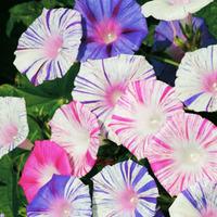 Morning Glory \'Kiss Me Quick\' (Seeds) - 1 packet (25 morning glory seeds)