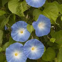 Morning Glory \'Heavenly Blue\' (Seeds) - 1 packet (25 morning glory seeds)