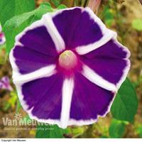 Morning Glory \'Windmill Lavender Blue\' - 3 ipomoea plug plants