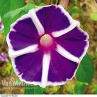 morning glory windmill lavender blue 3 ipomoea plug plants