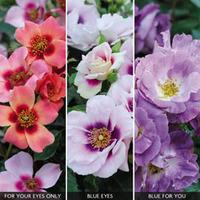 Modern Rose Collection - 3 bare root rose plants