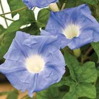 Morning Glory \'Fragrant Sky\' - 1 morning glory plant in 10cm pot