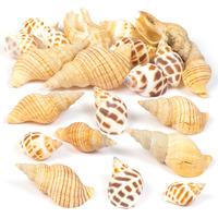 Mollusc Shells (Per 3 packs)