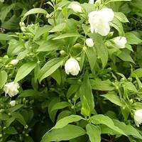 Mock Orange Tree