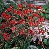 Montbretia (Crocosmia) corms - pack of 25