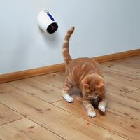 Moving Laser Cat Toy