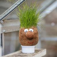 Mr Grasshead