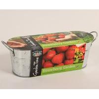 mr fothergills garden time windowsill kit strawberry