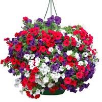 MSE Petunia Surfinia Classic Trailing Mix 2 Pre-Planted Baskets with all the essential accessories
