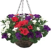 MSE Petunia Surfinia Classic Trailing Mix 2 Pre-Planted Rattan Baskets, with essential accessories