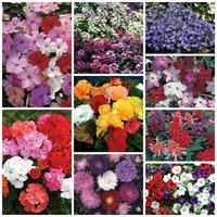 MSE Lucky Dip Spring Bedding 180 Ready Plants