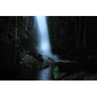 Mt Tamborine National Park 4WD Nocturnal Rainforest and Glow Worm Tour