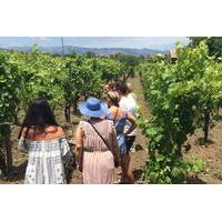 Mt Etna Wineries Tour from Taormina