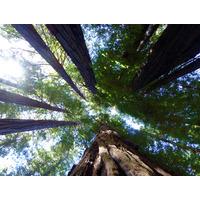 Muir Woods and Wine Tour