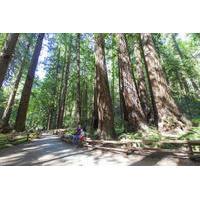 Muir Woods and Sausalito Tour from San Francisco Including Optional Bay Cruise