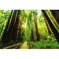 Muir Woods Hiking Tour from Marin