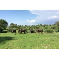 multi day tanzania odssey safari from arusha