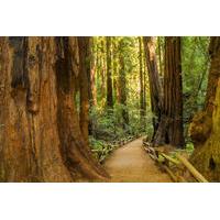 Muir Woods and Sausalito Tour by Hop-On Hop-Off Bus