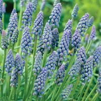 muscari armeniacum saffier 60 muscari bulbs