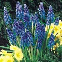 Muscari armeniacum - 85 muscari bulbs