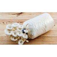 Mushroom Growing Online Diploma