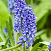 muscari bling bling 50 muscari bulbs