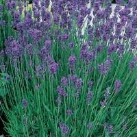 Munstead Lavender 12 Plants 9cm Pot