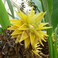 Musella lasiocarpa (Hardy Chinese Banana) plant 30cm tall