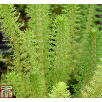 myriophyllum crispatum oxygenating aquatic 3 x 9cm potted myriophyllum ...