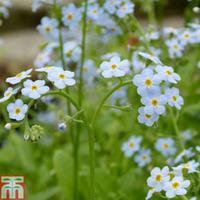 Myosotis scorpioides (Marginal Aquatic) - 1 x 1 litre potted myosotis plant