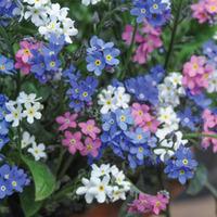 Myosotis sylvatica \'Sylva\' - 36 myosotis plug plants