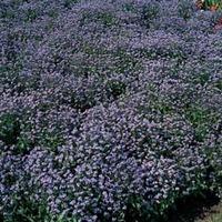 Myosotis sylvatica \'Blue Ball\' - 1 packet (450 seeds)