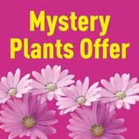 Mystery Plant Offer Save a Minimum of £5