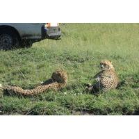 Nairobi National Park Tour