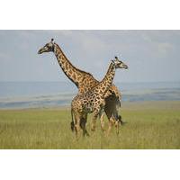 Nairobi National Park tour, David Sheldrick Elephant Orphanage, Giraffes & Karen Blixen Museum Tour in Nairobi