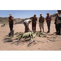 Namib Desert Tour from Swakopmund