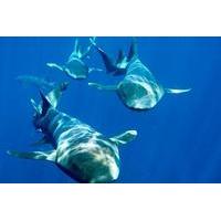 nassau shore excursion shark diving adventure