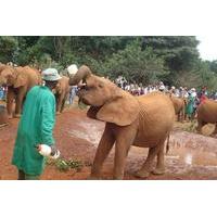 Nairobi Day Tour David Sheldrick Elephant Orphanage and Giraffe Center