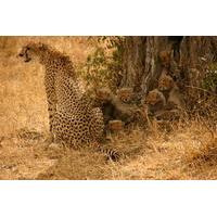 nairobi national park elephant orphanage and giraffe feeding guided da ...