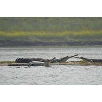 National Chambal Sanctuary and Alligator Day Tour from Agra