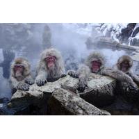Nagano Day Trip from Tokyo: Snow Monkeys, Hot Springs and Zenko-ji Temple