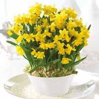 Narcissus \'Tete a Tete\' - Gift - 1 x Narcissus Tete a Tete in Pot